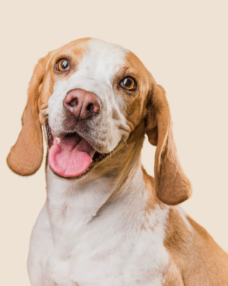 Freundlicher Hund auf einem warmen cremefarbenen Hintergrund